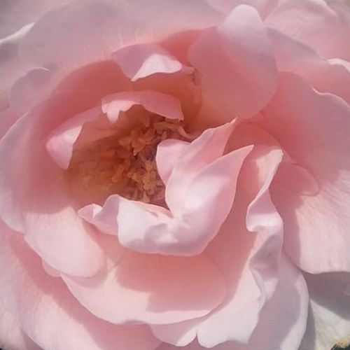 Online rózsa rendelés - Rózsaszín - teahibrid rózsa - diszkrét illatú rózsa - Rosa Delset - Georges Delbard, Andre Chabert - Halványrózsaszín, kerekded szirmú, diszkrét illatú teahibrid rózsa.